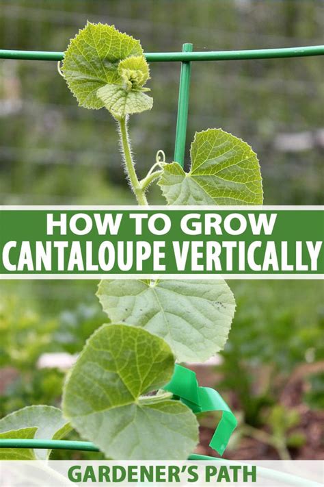 How to Grow Cantaloupe Vertically on a Trellis .